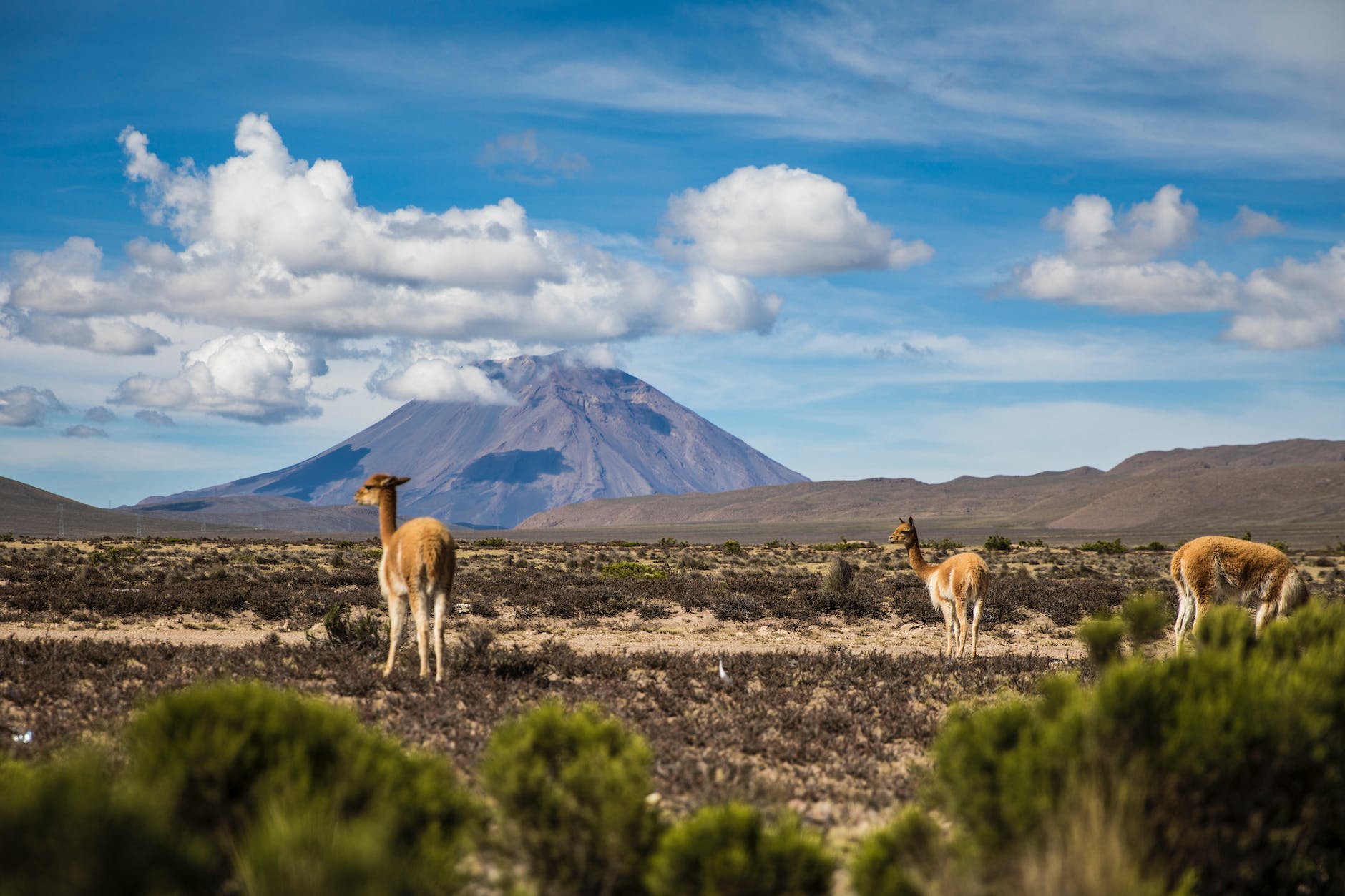 group of alpacas eating on shrubs